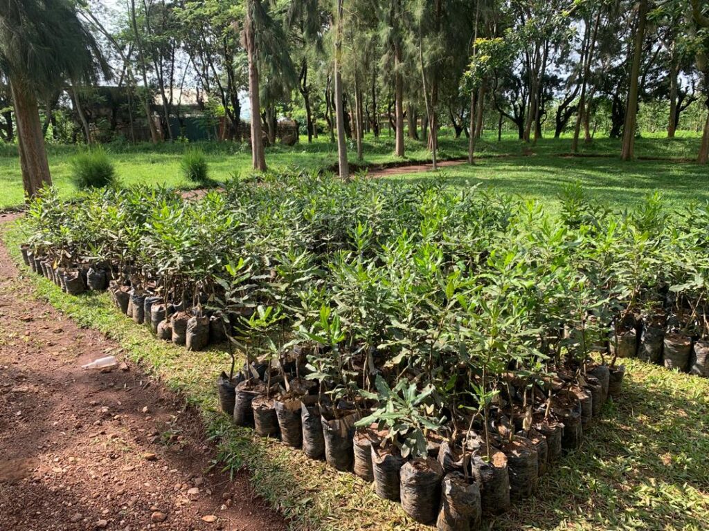 From Nursery to Opportunity: Promacnuts Ltd and Macadamia in Rwanda