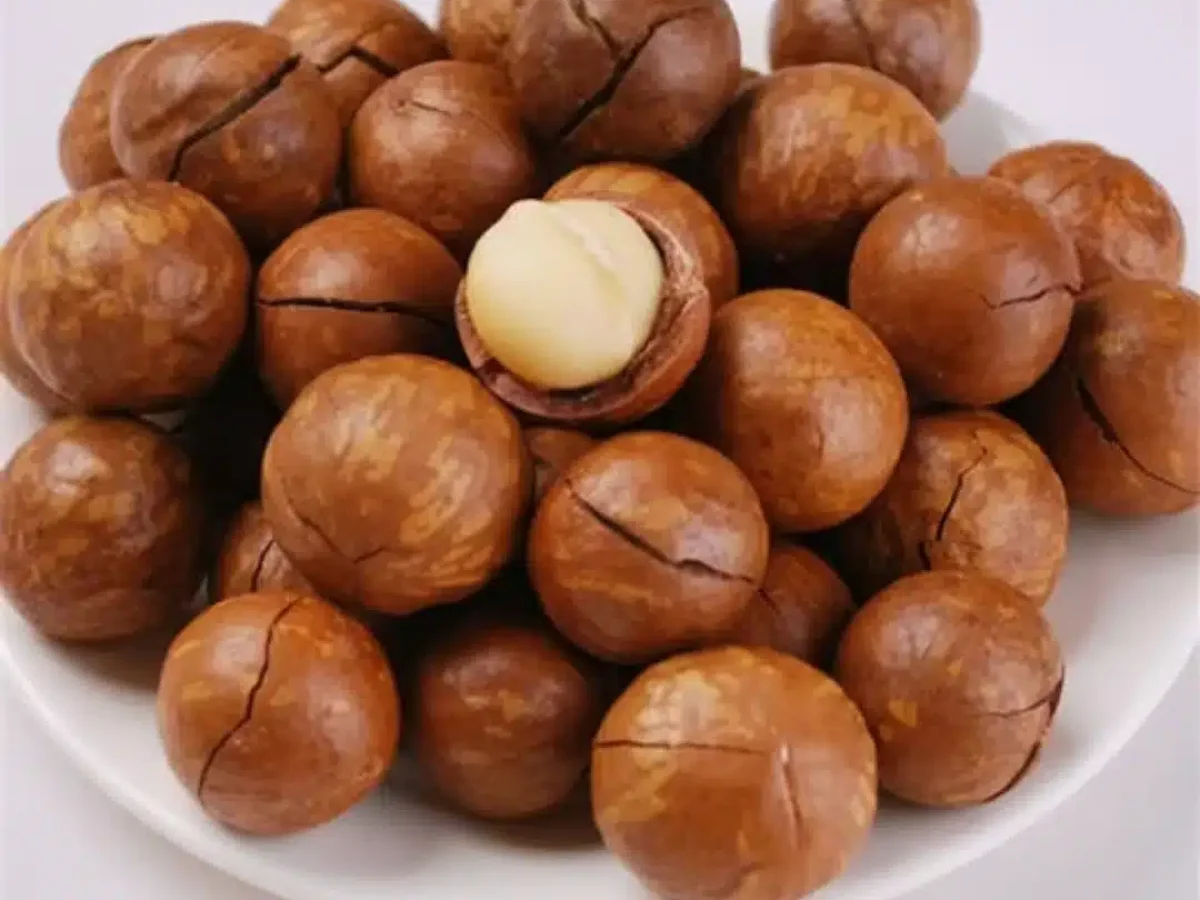Macadamia nuts in shell