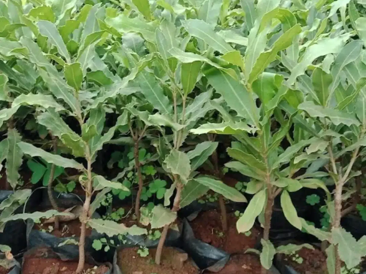 promacnuts grafted seedlings